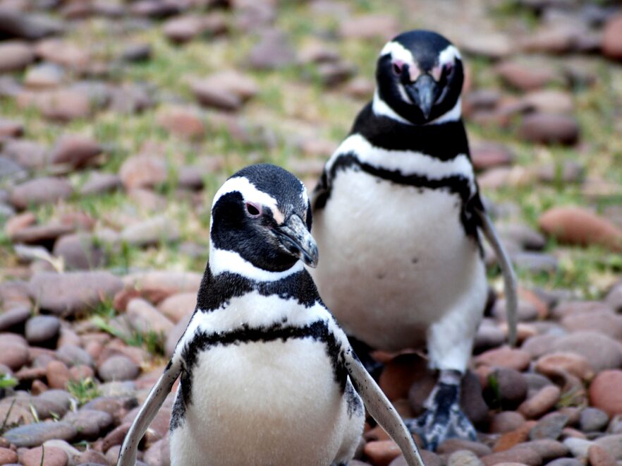 Magellanic penguins, Bahia Bustamente, Patagonia, Argentina