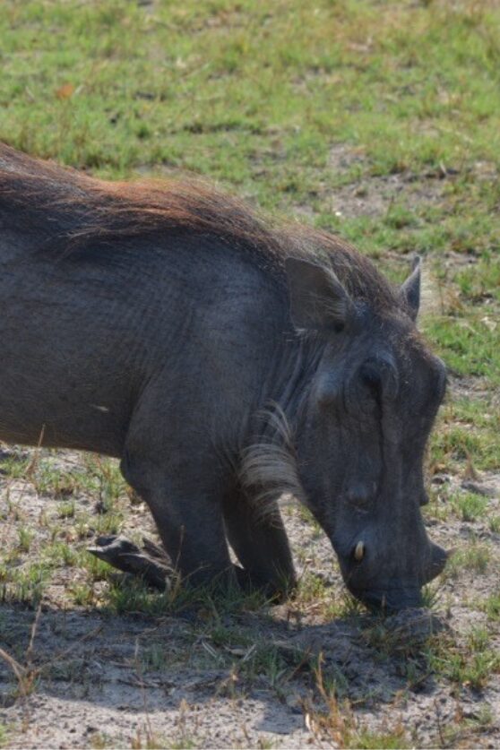 Warthog in the Okavango Delta