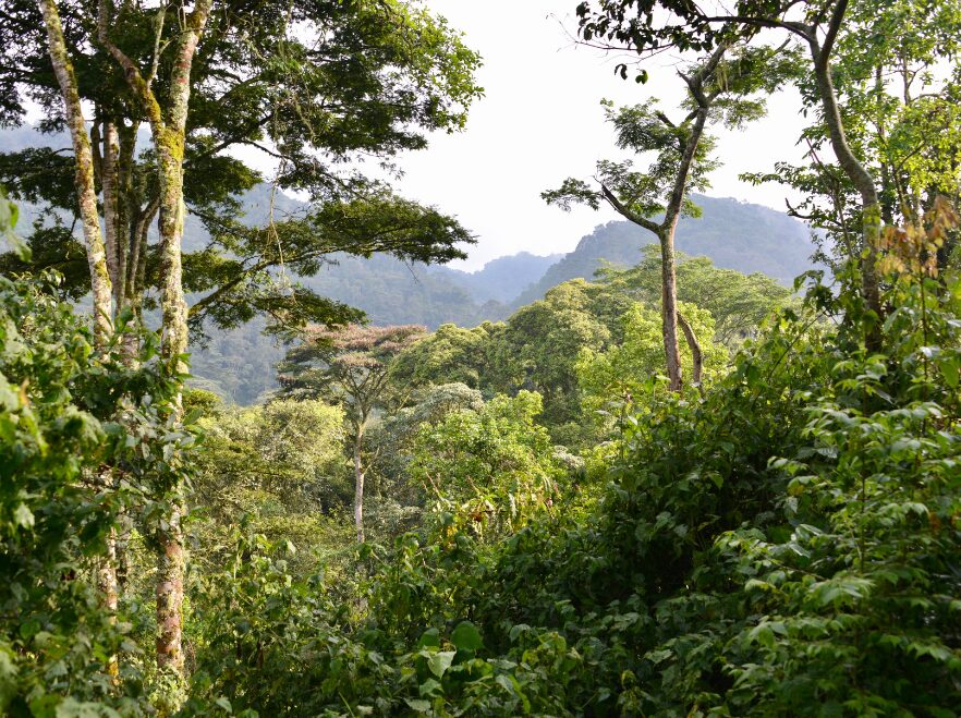 Bwindi Impenetrable National Park, Uganda