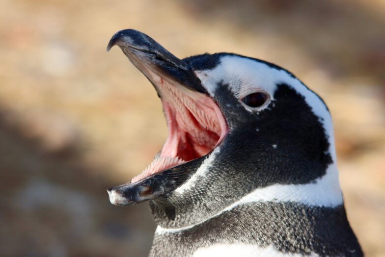 Magellanic penguin