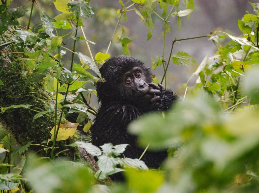 Bwindi Impenetrable National Park, Uganda