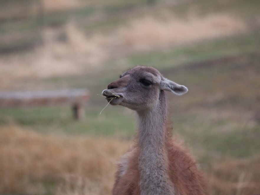 Guanaco, Bahia Bustamente, Patagonia, Argentina