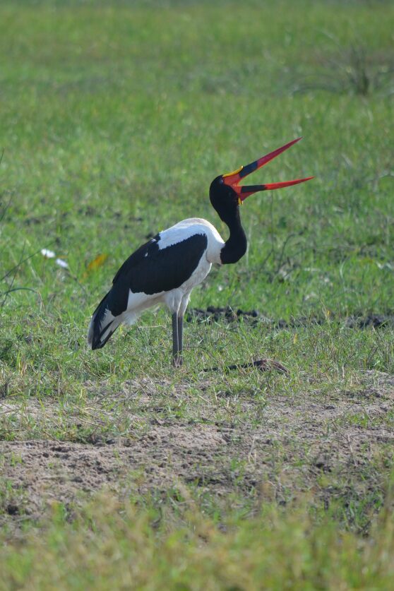 Birds in the Okavango Delta