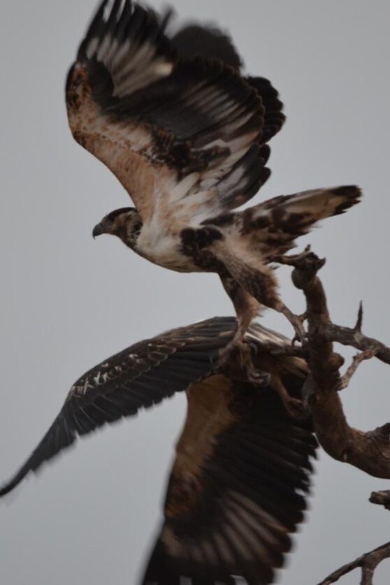 Birds in the Okavango Delta