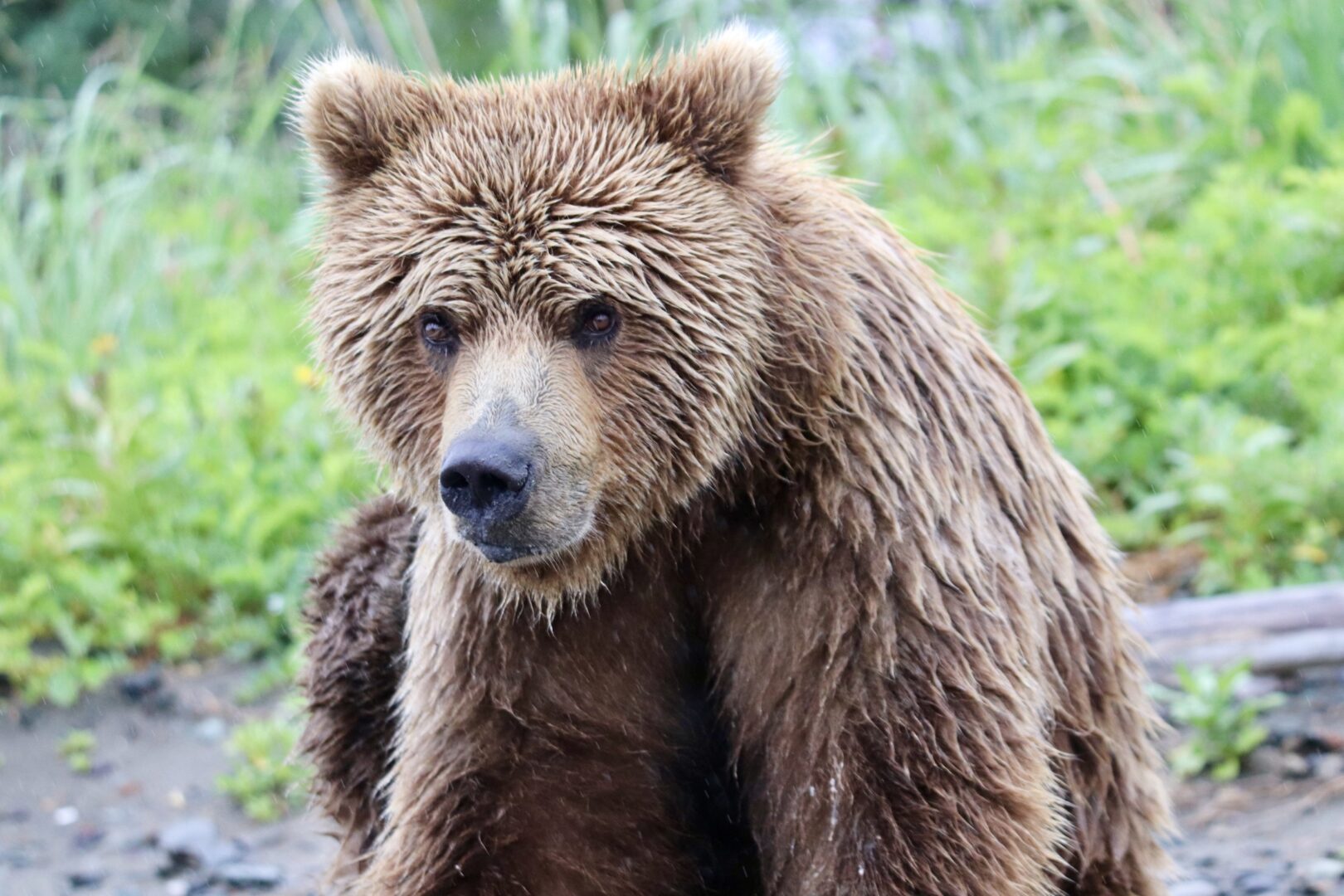 Alaskan Bear