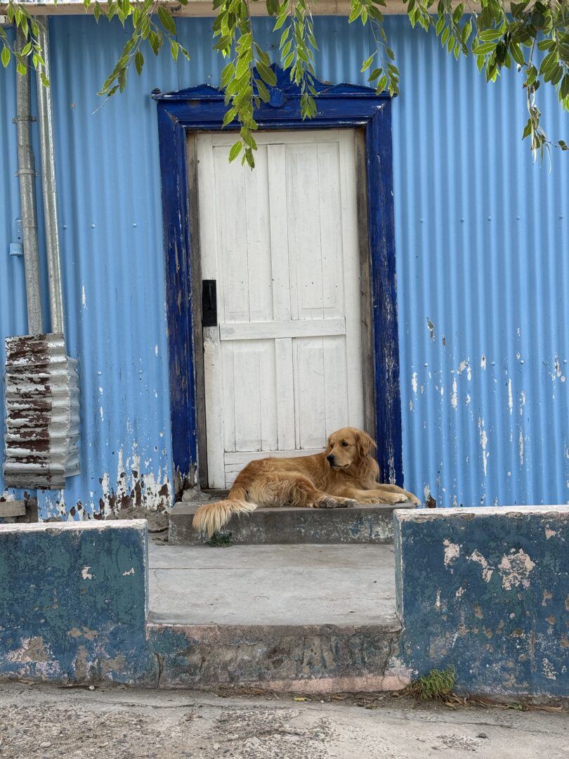 Waiting for his human in Camarones