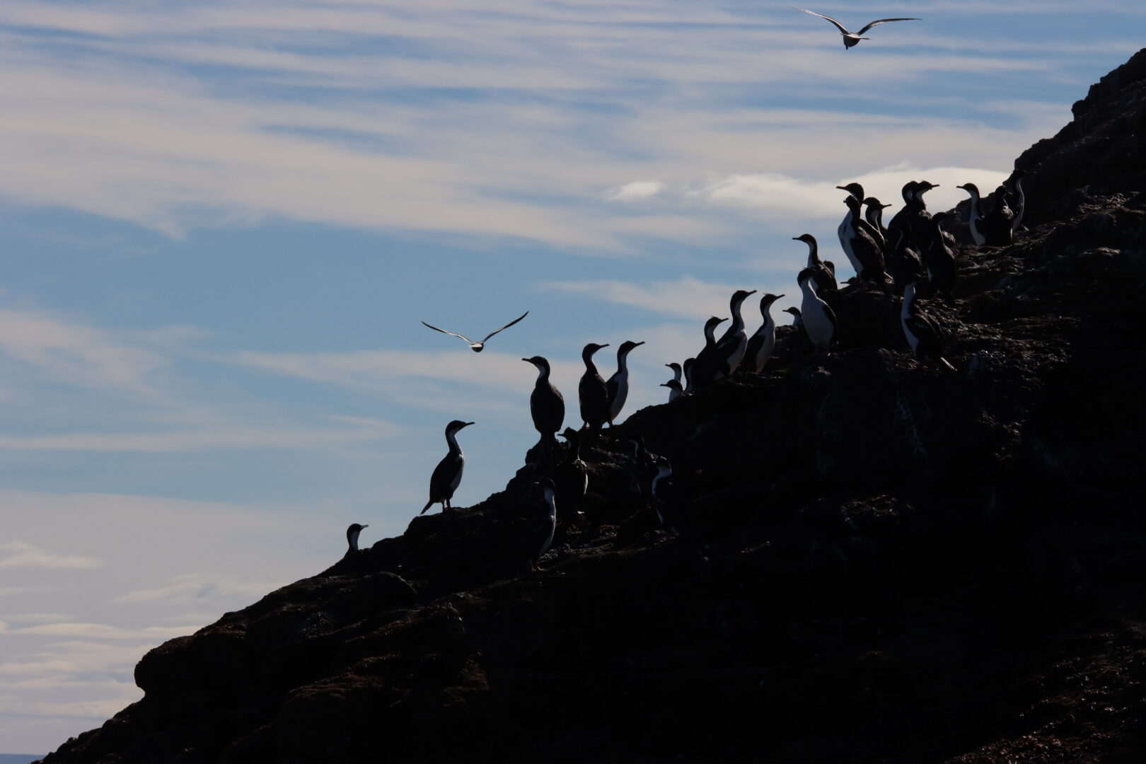 Nesting gannets