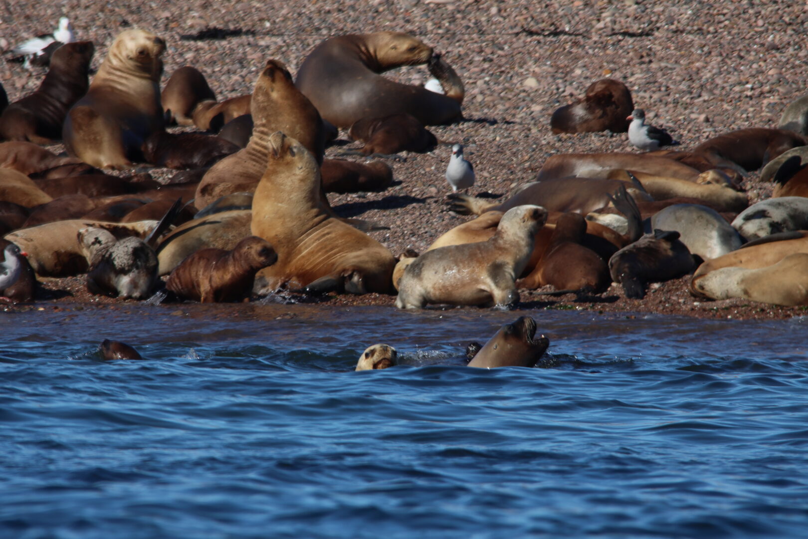 Sea Lion Colony