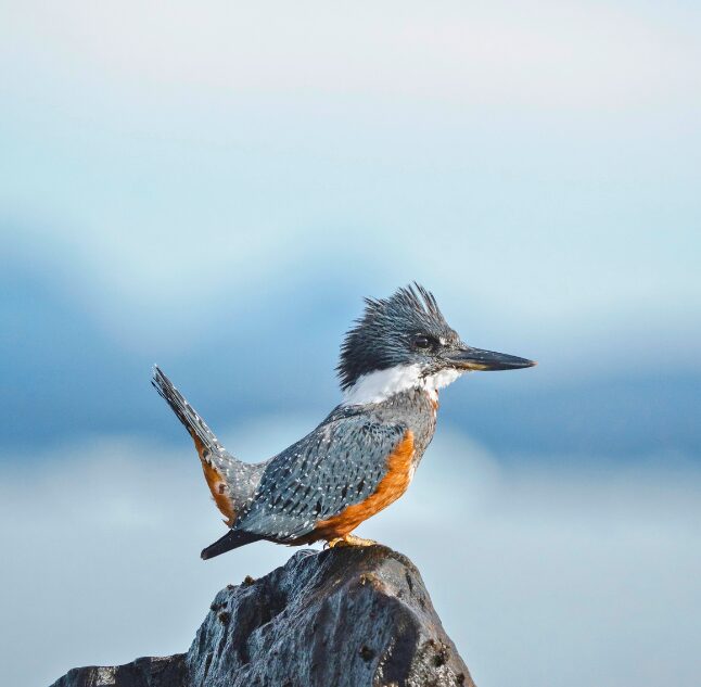 Kingfisher in the Chilean Fjords