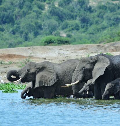 Queen Elizabeth National Park, Uganda
