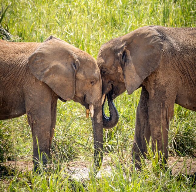 Nile Safari Lodge, Murchison National Park, Uganda