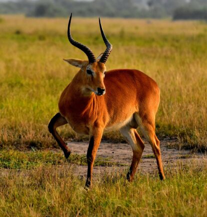 Queen Elizabeth National Park, Uganda