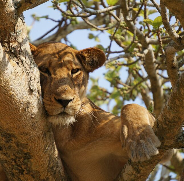 Queen Elizabeth National Park, Uganda