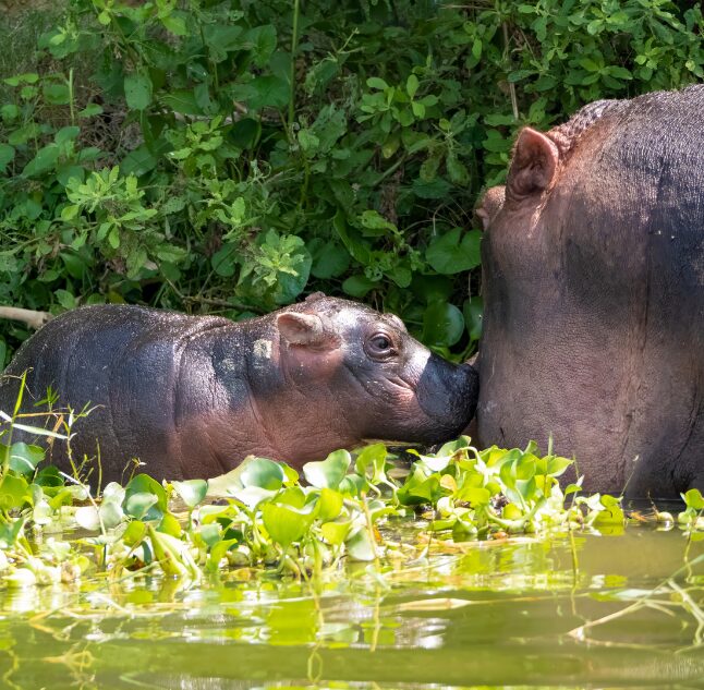 Queen Elizabeth National Park, Uganda