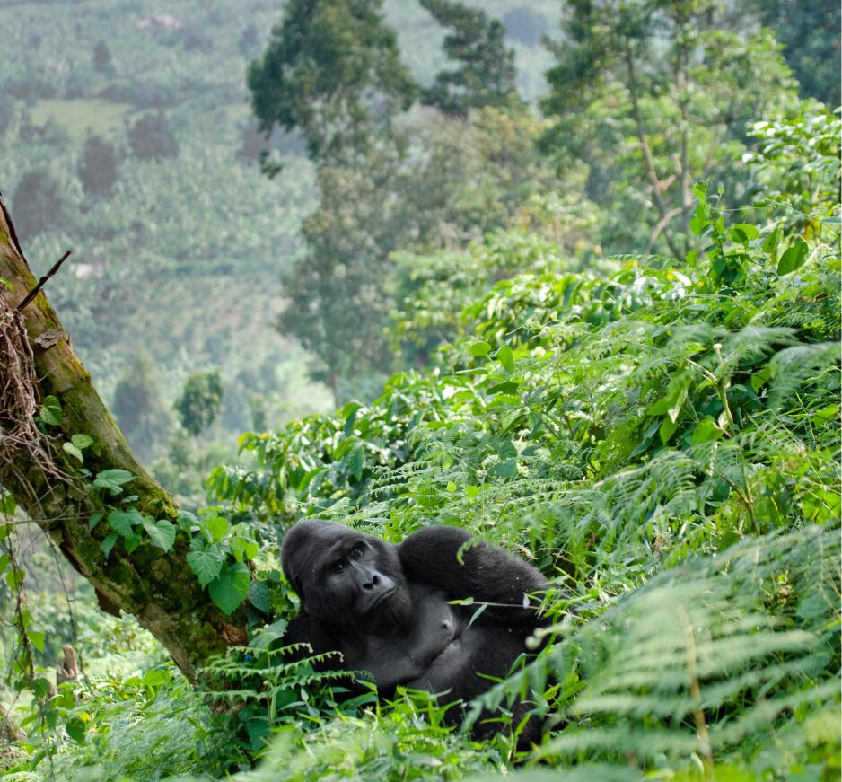Bwindi Impenetrable National Park, Uganda