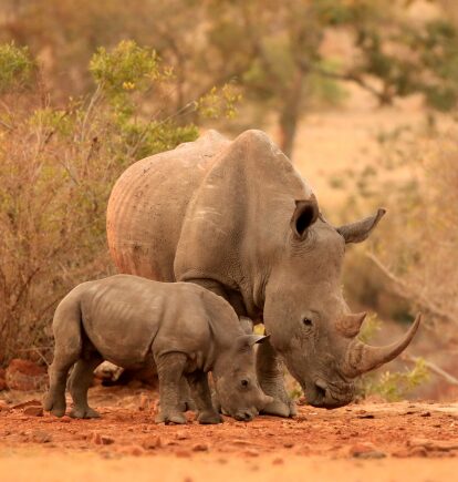 Kruger National Park, South Africa