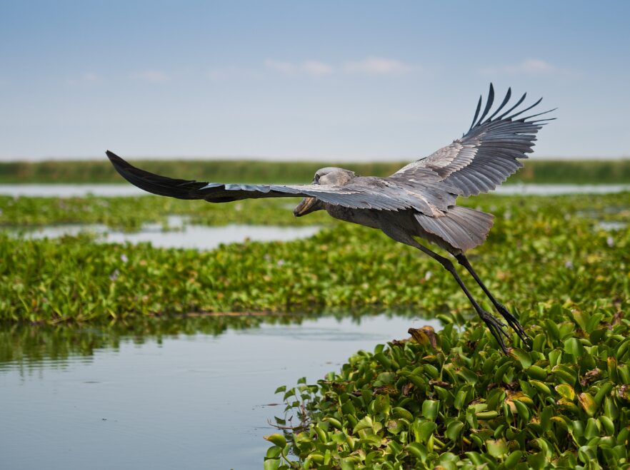 Shoebill stork, Mbamba Swamp, Uganda