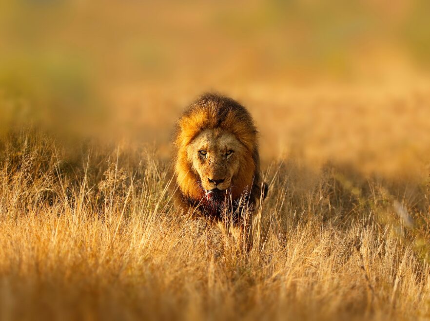 Kruger National Park, South Africa