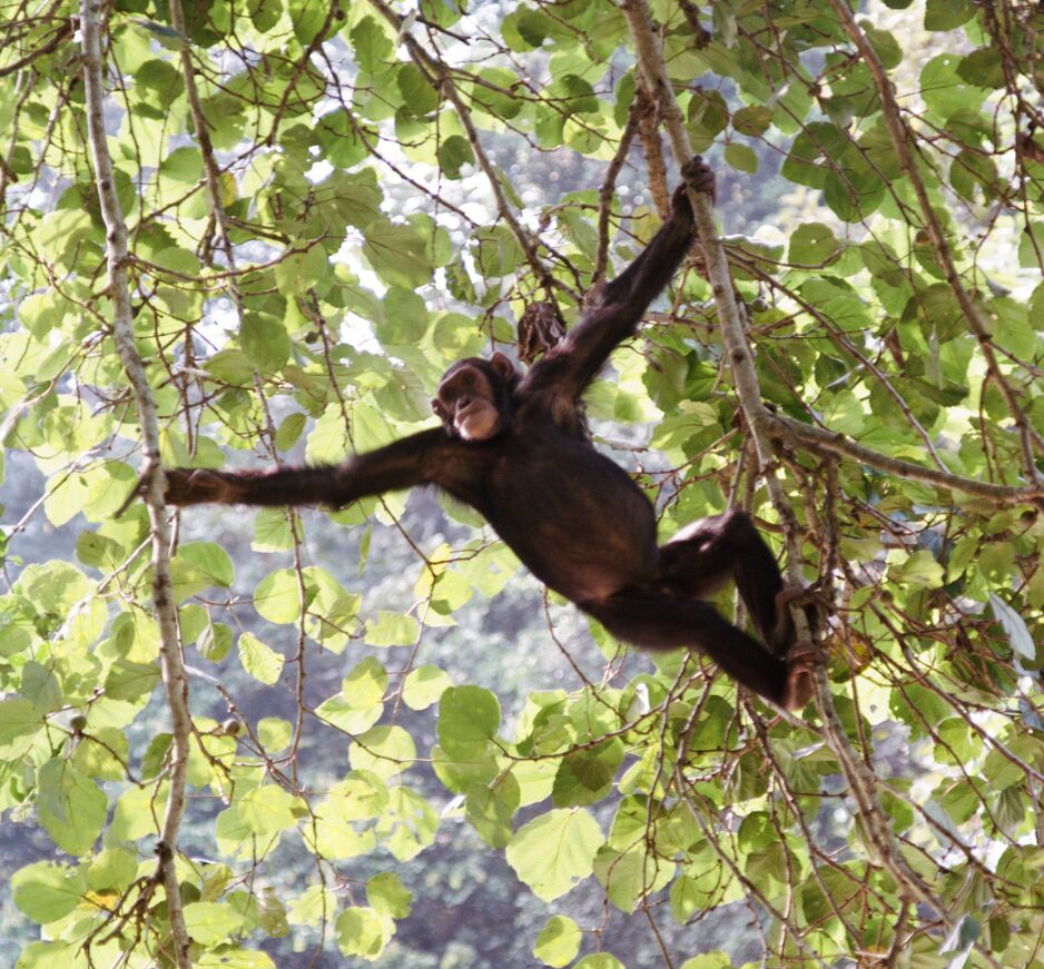 Kibale National Park, Uganda