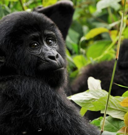 Bwindi Impenetrable National Park, Uganda