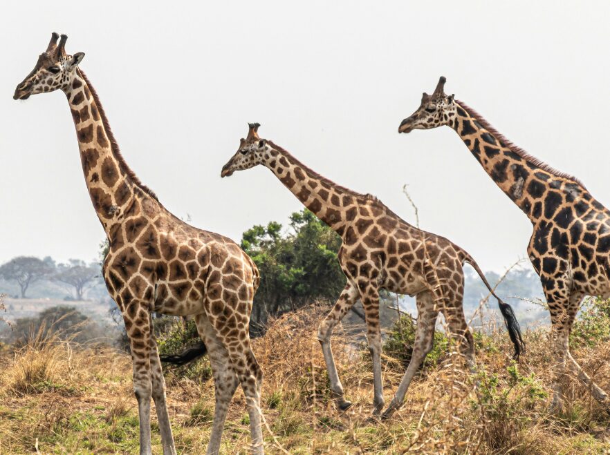 Murchison Falls National Park, Uganda