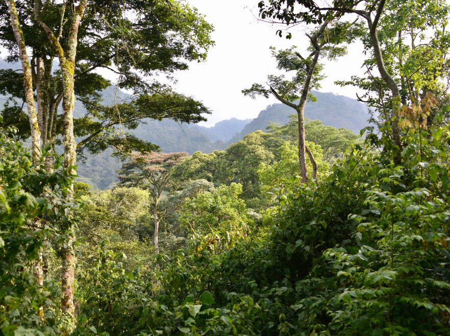 Bwindi Impenetrable National Park, Uganda