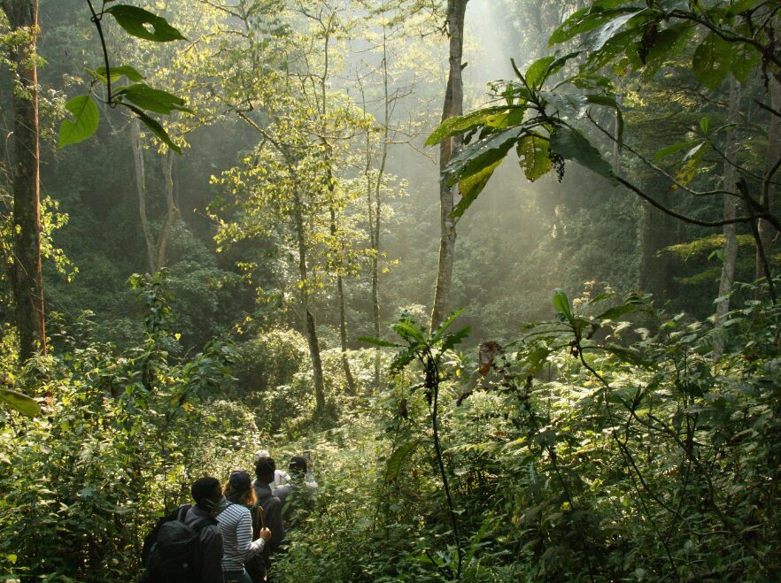 Bwindi Impenetrable National Park, Uganda