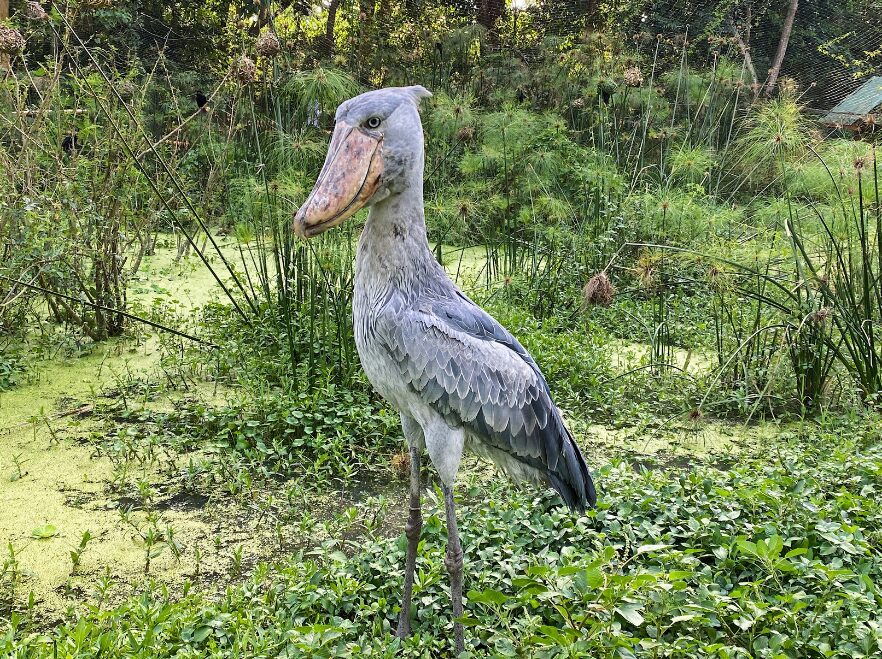 Entebbe, Uganda