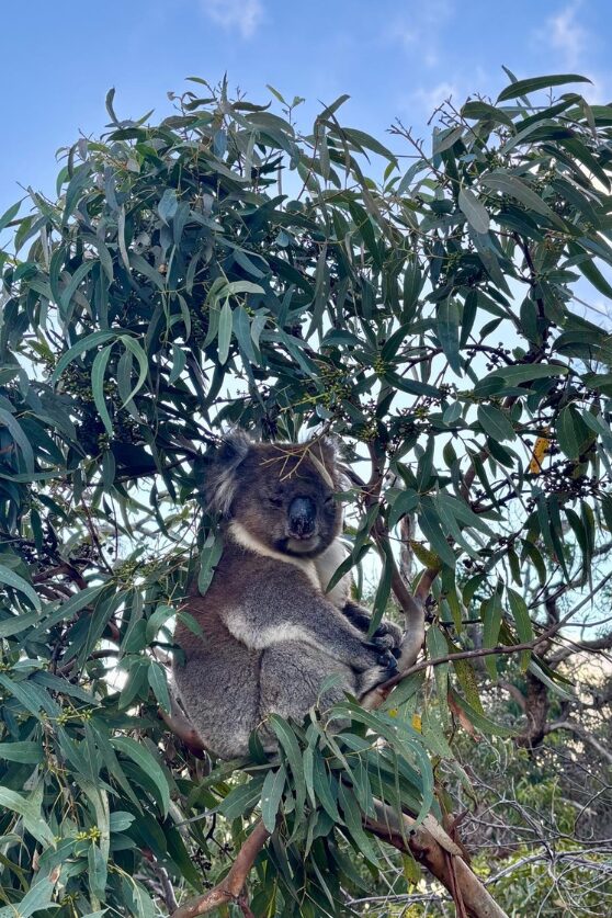 Eyre Peninsula, Australia