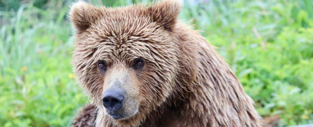 Bear camp diaries: an Alaskan adventure