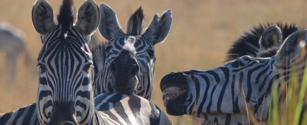 Zebras in the Delta