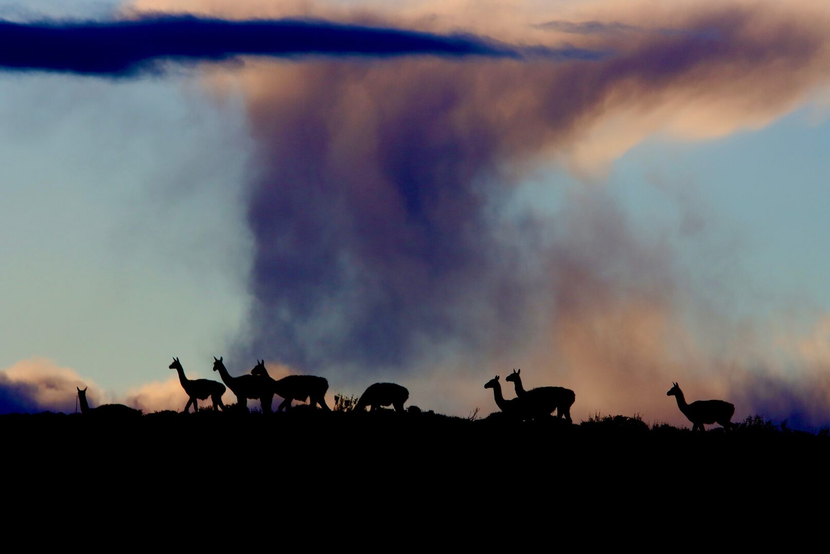 Guanacos in Patagonia Azul