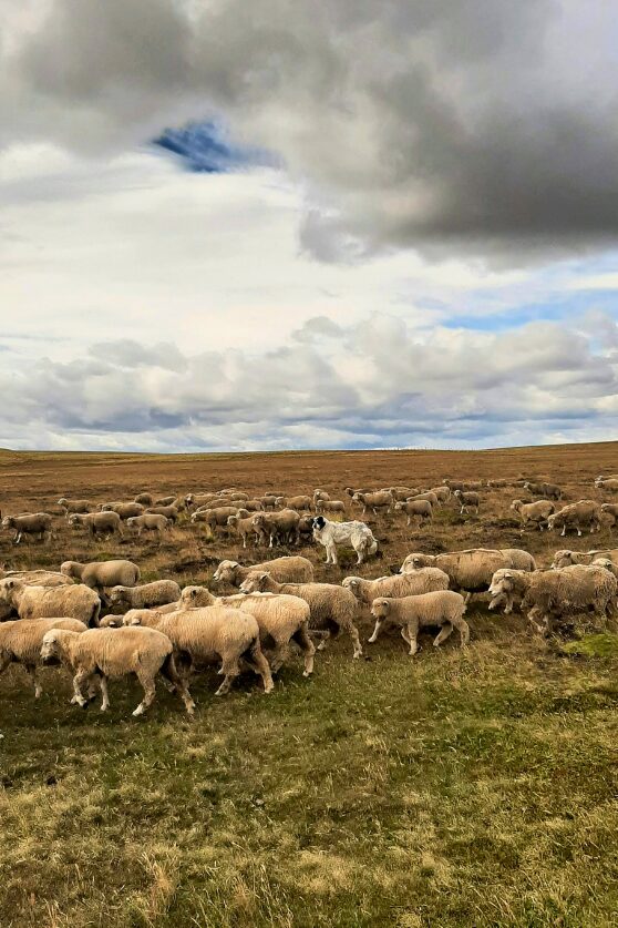 Guard dog and her sheep