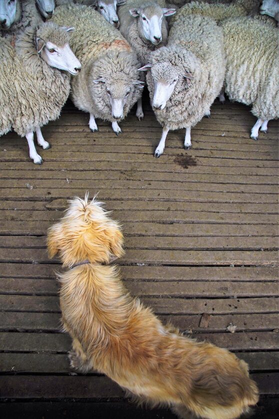 Sheep of Cerro Guido with their dog