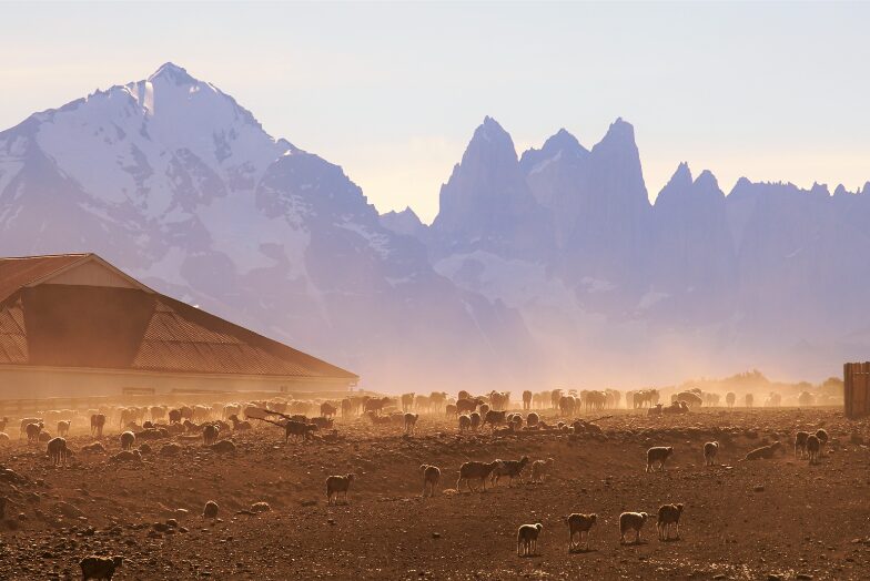 Sheep of Cerro Guido