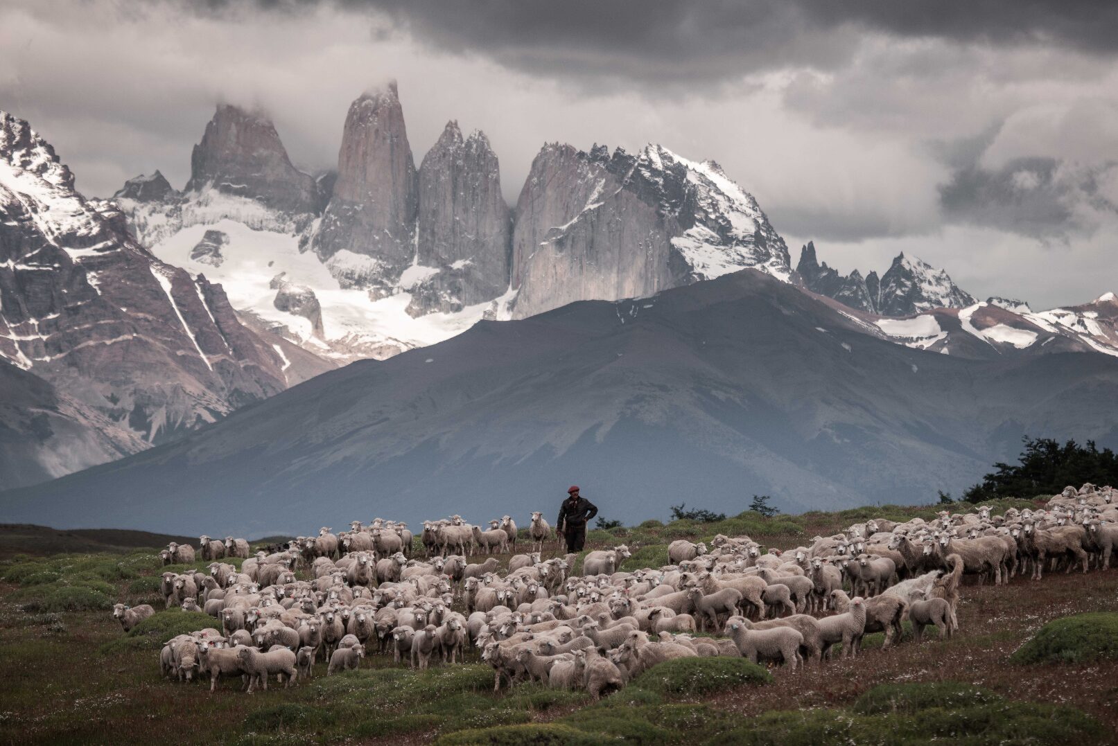 A shepherd and his flock