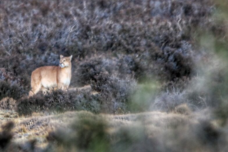 First puma sighting, Torres del Paine