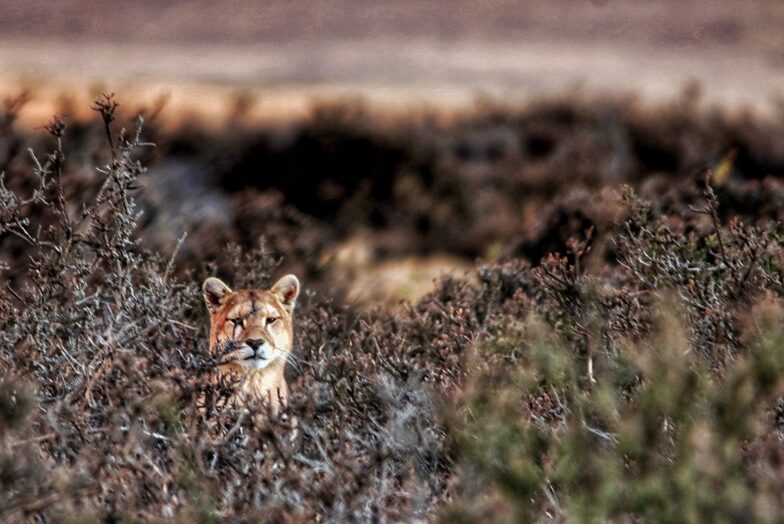 Puma near Cerro Guido