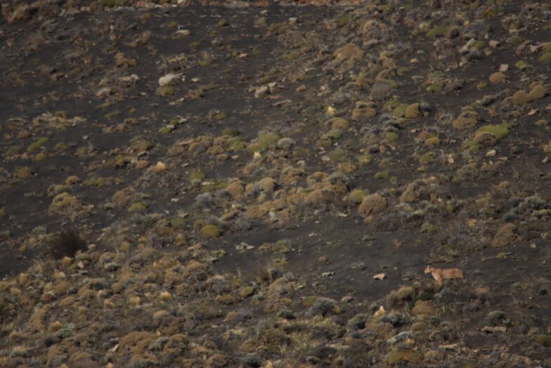 A puma is incredibly well camouflaged