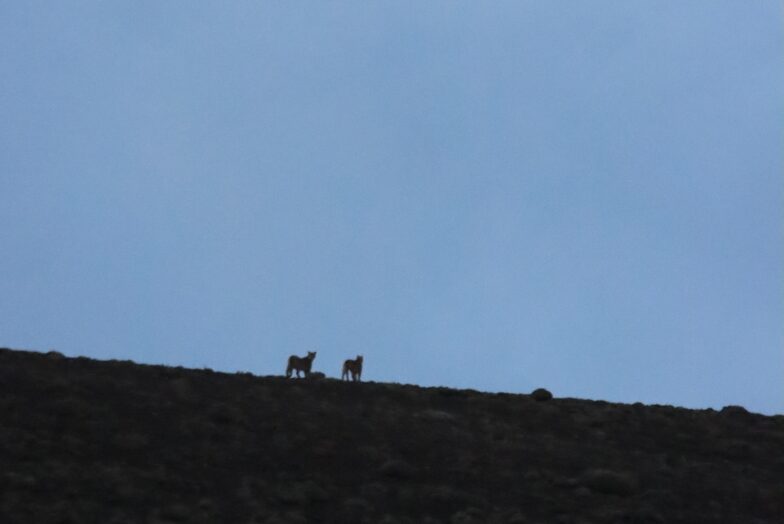 Mandarina and her cub leaving the scene