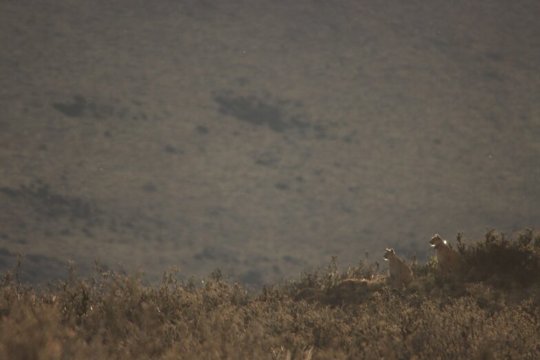 The second mother and cub