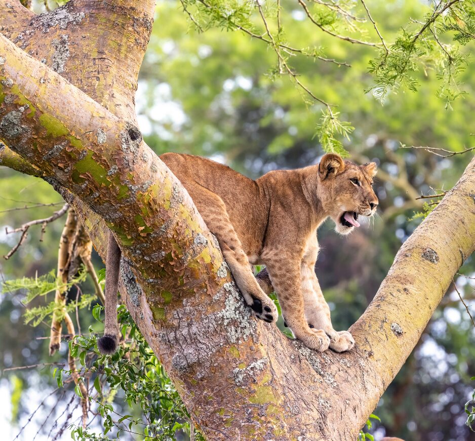 Queen Elizabeth National Park, Uganda