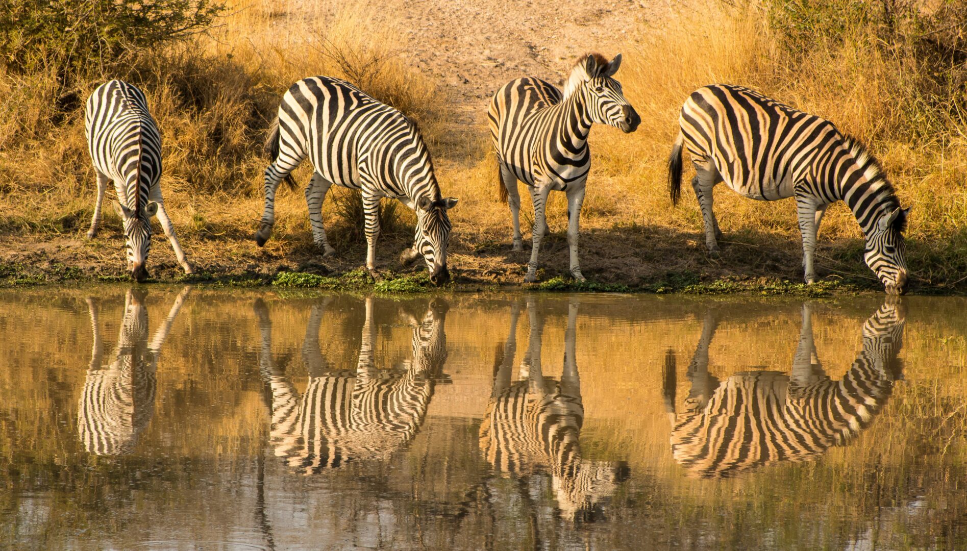 Kruger National Park, South Africa