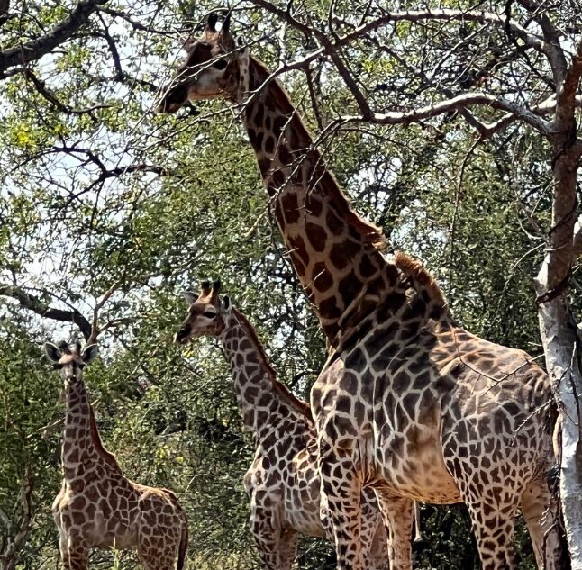 Few & Far Lovhondo, South Africa