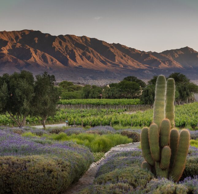 Estancia & Bodega Colomé