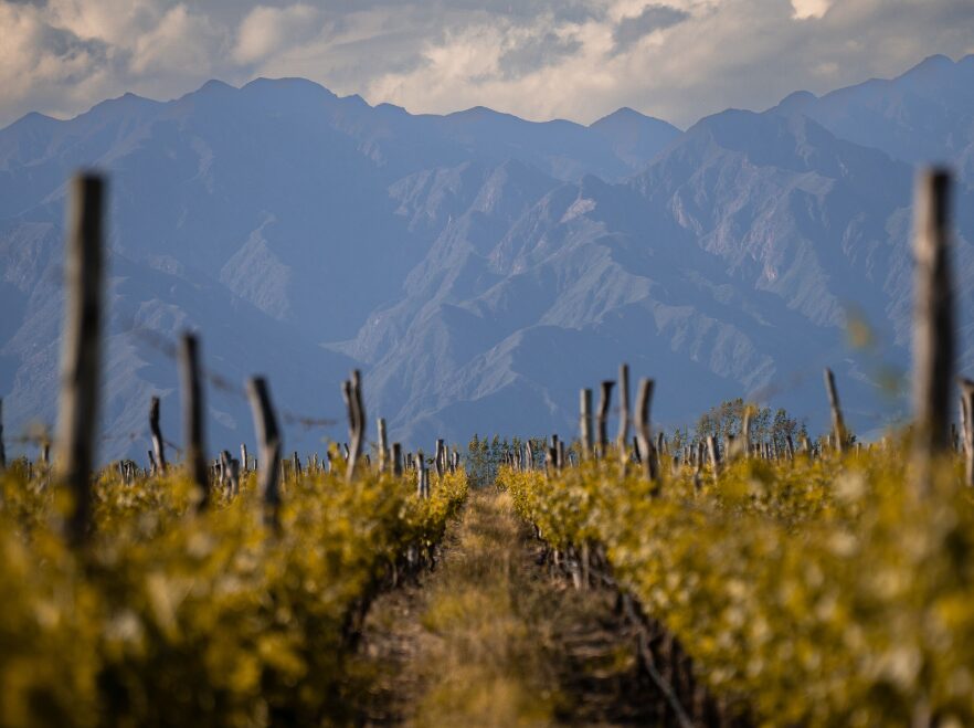 Vines after the harvest