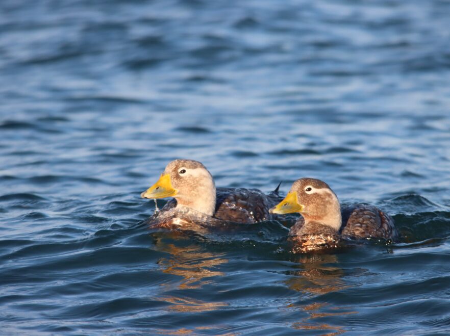 Steamer ducks near Bahia Busamante