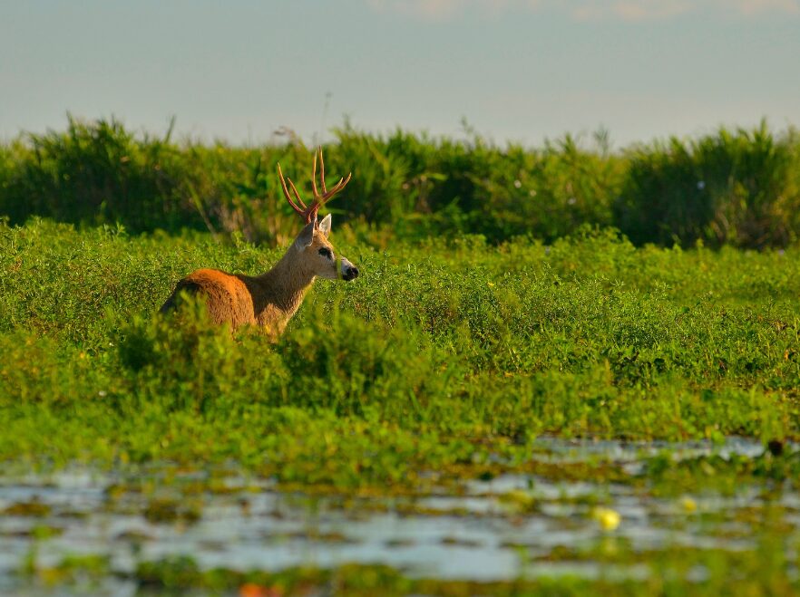 A marsh deer in the Ibera Wetlands