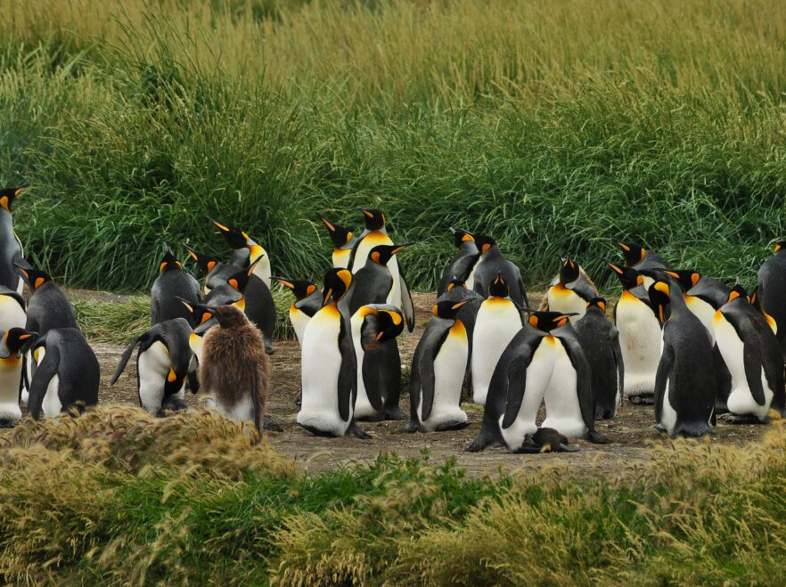There's a small colony of king penguins on the Chilean side of Tierra del Fuego