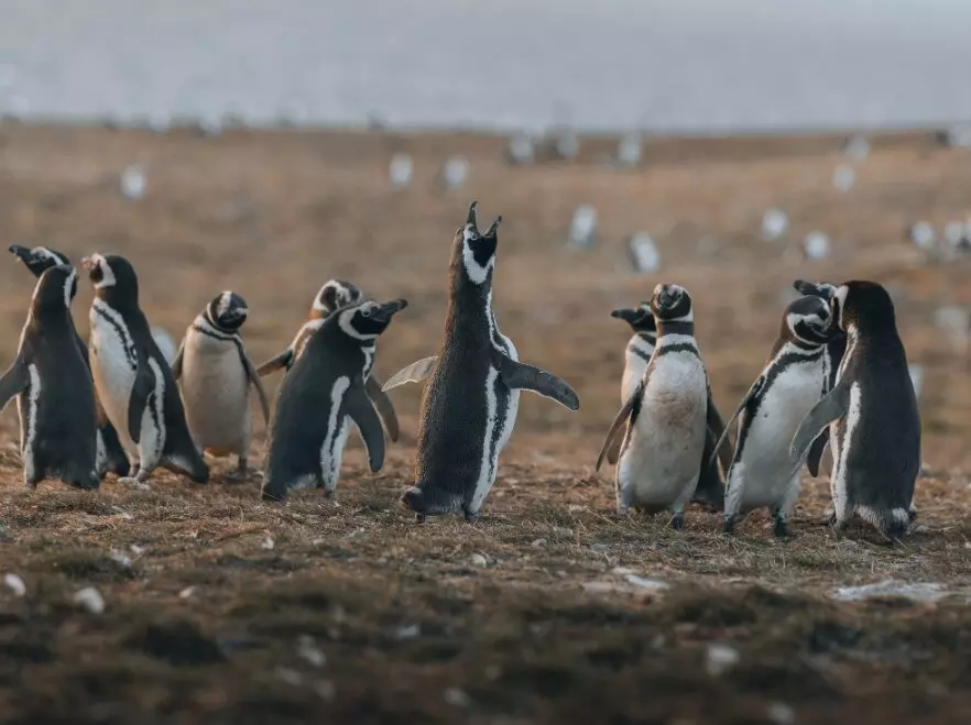 Magellanic penguins in Tierra del Fuego